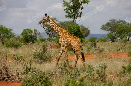 Preview: Giraffe At Tsavo East National Park, Kenya, Africa