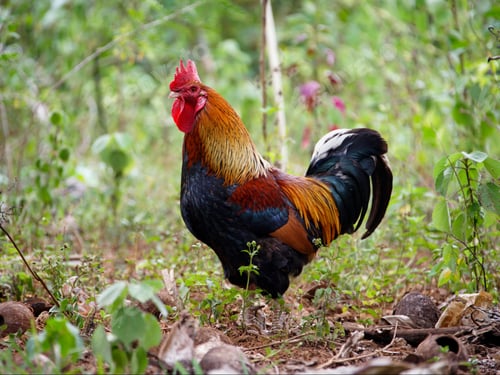 Preview: Rooster At Lifou Island, Loyalty Islands, New Caledonia, Overseas Territory Of France