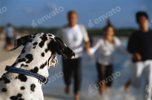 Preview: Dalmatian With People On Beach