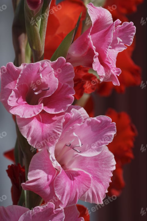 Preview: Close Up Of Gladioli Flowers