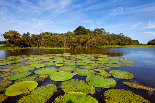 Preview: Giant Water Lilies, Victoria Amazonica At Rio Badajos, Amazon River, Brazil