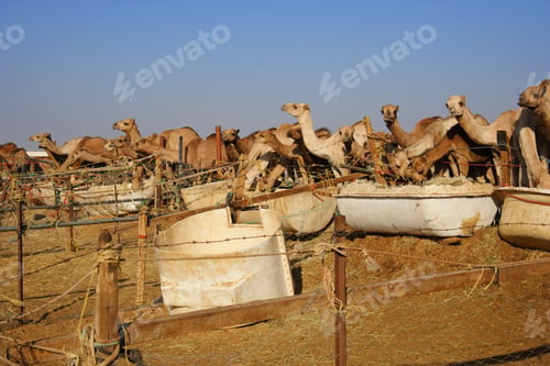 Preview: Camel Market At The Oasis Al Ain, Emirate Of Abu Dhabi, United Arab Emirates