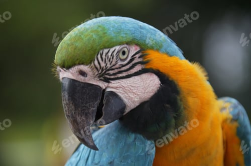 Preview: Portrait Of A Parrot, Canaima National Park, Venezuela