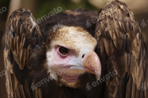 Preview: Close Up Of White-Headed Vulture