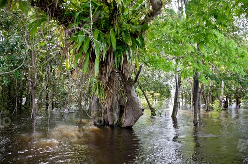 Preview: Igapo Forest, Riverside Of Rio Jutai, Brazil,