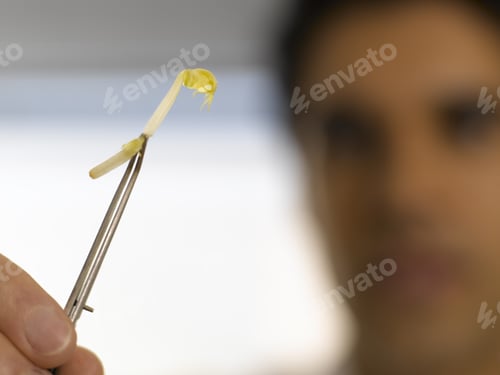 Preview: Man Holding Seed In Tweezers