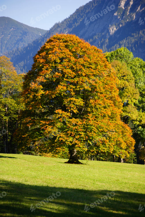 Preview: Autumn Tree At Garden Of Castle Linderhof, Bavaria, Germany