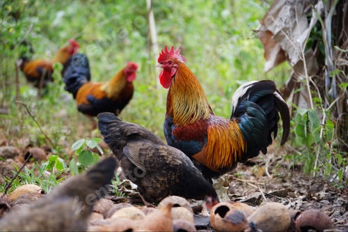 Preview: Rooster And Hens At Lifou Island, Loyalty Islands, New Caledonia, Overseas Territory Of France