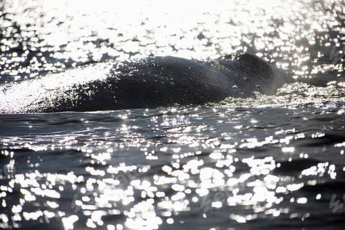 Preview: Gray Whale, Eschrichtius Robustus, Boca De La Soledad, Baja California Sur, Mexico