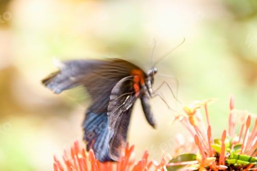 Preview: Great Mormon, Papilio Memnon, Blurred Motion, Out Of Focus, Phnom Penh, Cambodia
