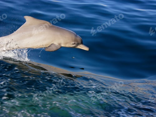Preview: Bottlenose Dolphin Jumping, Musandam Peninsula, Exclave Of Oman