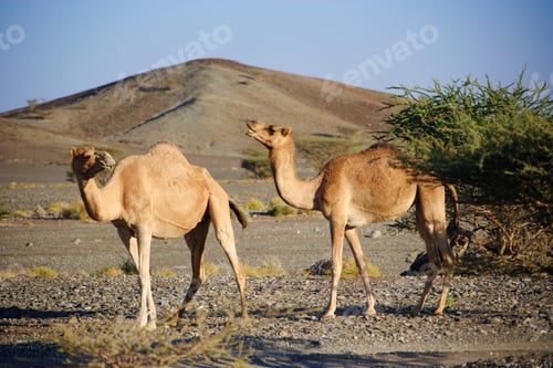 Preview: Dromedaries In Desert Near Ibra, Ash Sharqiyah Region, Oman