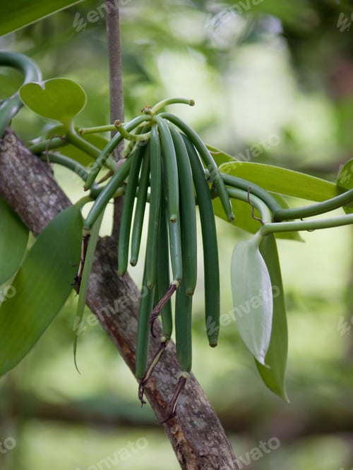 Preview: Close-Up Of Vanilla Beans, Zanzibar, Tanzania, Africa