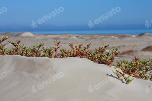Preview: Sand Dollar Beach, Isla Magdalena, Baja California Sur, Mexico