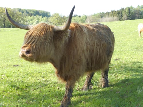 Preview: Highland Cattle On Farm, Seefeld, Bavaria, Germany