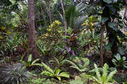 Aperçu: Tropical Plants On Lifou Island, Loyalty Islands, New Caledonia, Overseas Territory Of France