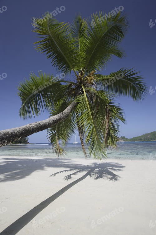 Preview: Palm Tree Over Beach, Anse Takamaka, Mahe', Seychelles