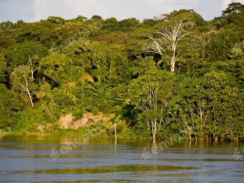 Preview: Riverside Of Amazon River Near Panelas, Brazil