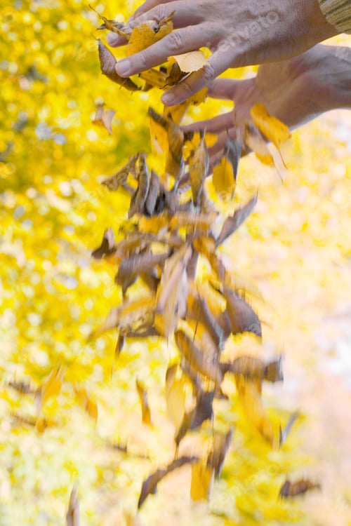 Preview: Person Dropping Autumn Beech Leaves On Ground