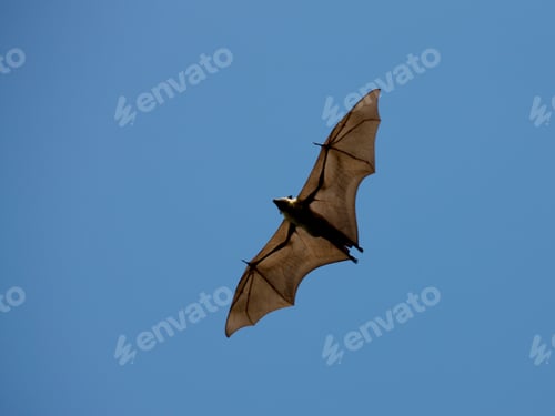Preview: Flying Fox, Fruit Bat, Megabat, Moroni, Grand Comore Island, Ngazidja, Comores, Africa