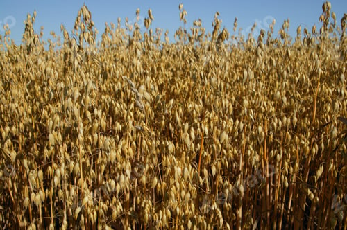 Preview: Oat Crop Growing In A Field