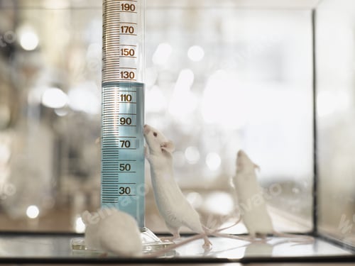 Preview: Laboratory Mice Next To Vial With Liquid