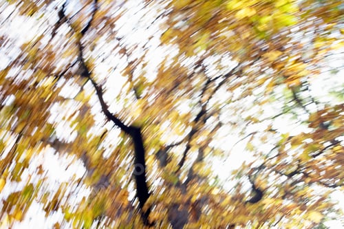 Preview: Blurred Motion View Of Tree In Autumn