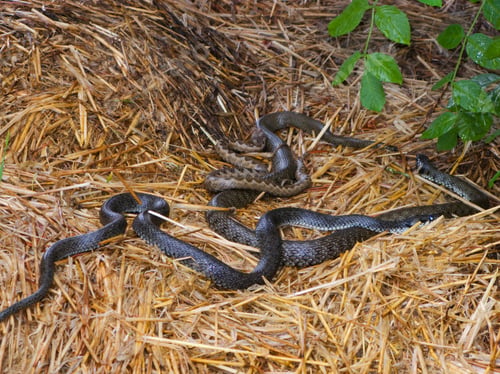 Preview: European Adder Snakes In Hay