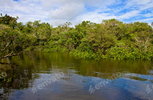 Preview: Igapo Forest, Riverside Of Rio Jutai, Brazil,