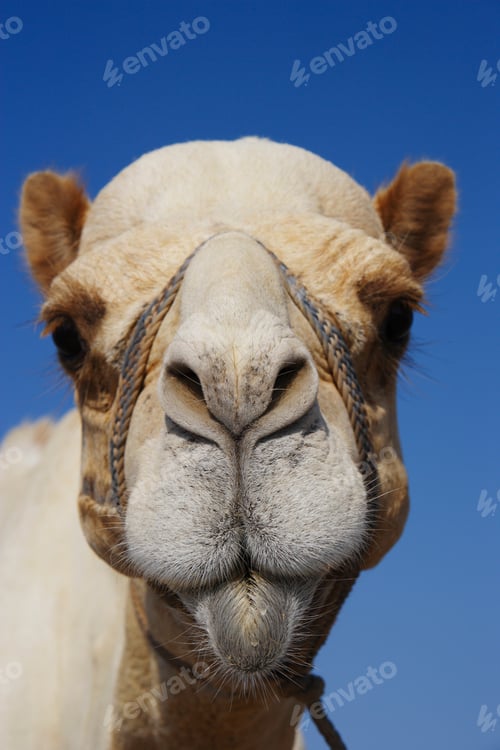 Preview: Portrait Of A Dromedary, Al Ain, Emirate Of Abu Dhabi, United Arab Emirates, Middle East,