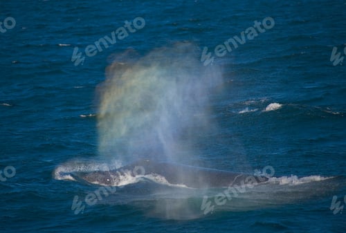 Preview: Humpback Whale, Gorda Banks, Baja California Sur, Mexico