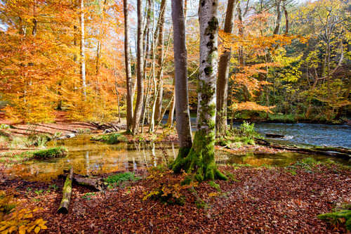 Preview: Autumn Forest And Wuerm River, Starnberg, Bavaria, Germany