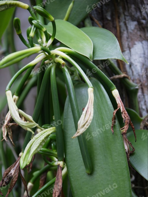 Preview: Close Up Of Vanilla Silique Plant, Lifou Island, Loyalty Islands, New Caledonia, Overseas Territory