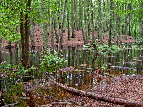 Preview: Swamp At Nationalpark Jasmund, Ruegen Island, Mecklenburg-Western Pommerania, Germany
