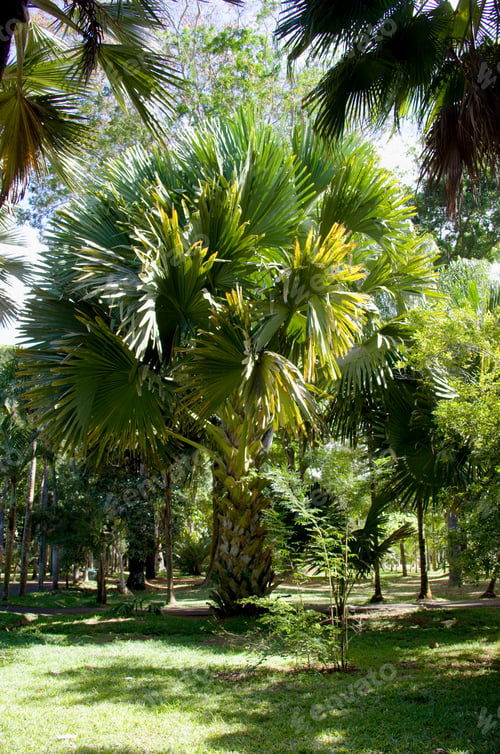 Preview: Talipot Palm At Sir Seewoosagur Ramgoolam Botanical Garden Near Port Louis, Mauritius, Africa