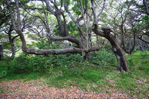 Preview: Manikara Dissecta Or Buni Trees, Ile Des Pins, New Caledonia, Overseas Territory Of France