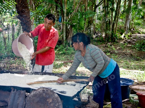 Preview: Huitoto Indians Processing Cassava (Manihot Esculenta) By Hand, Huitoto Village, Peru