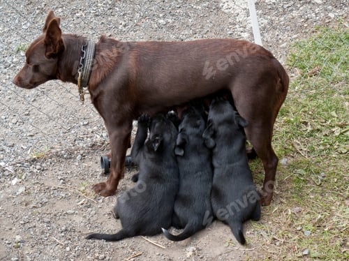 Preview: Bitch Nursing Puppies, Davos, Grisons, Switzerland