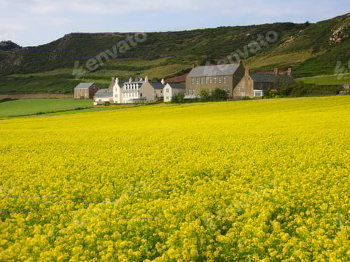 Preview: Jersey Countryside And Rape Field With The Small Town La Villaise In The Distance, Jersey, Channel