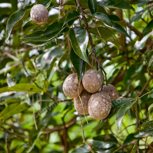 Preview: Jenipapo, Genipa Americana, Amazon River, Brazil