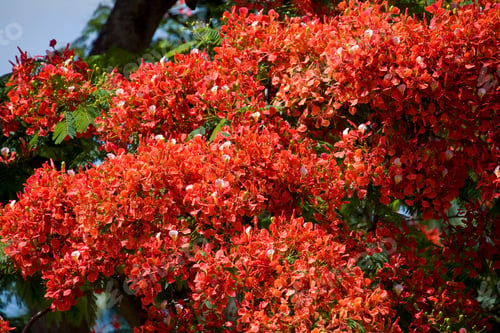 Preview: Flame Tree Or Flamboyant At Port Louis, Mauritius, Africa