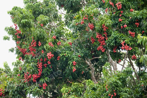 Preview: Lychee Trees With Ripe Fruit, Nosy Be, Madagascar