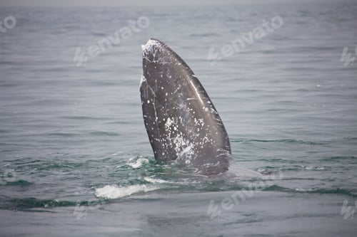 Preview: Fluke Of A Gray Whale, Eschrichtius Robustus, Boca De La Soledad, Baja California Sur, Mexico