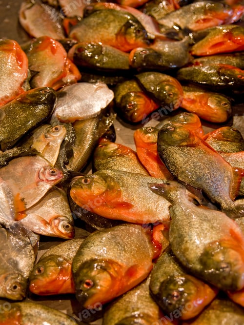 Preview: Red-Bellied Piranha, Pygocentrus Nattereri, Manaus, Amazonas, Amazon River, Brazil