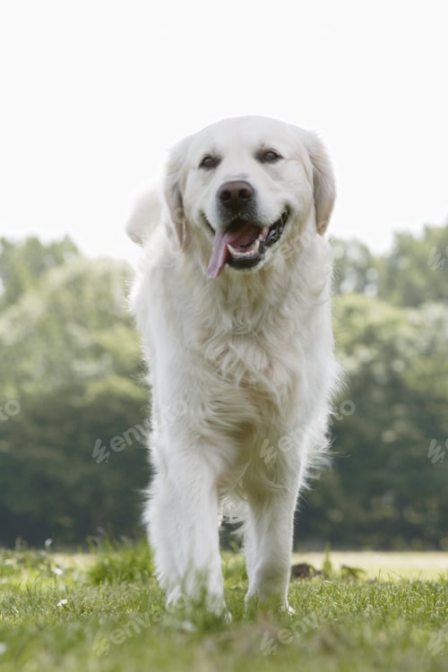 Preview: Close Up Of Dog Walking In Park