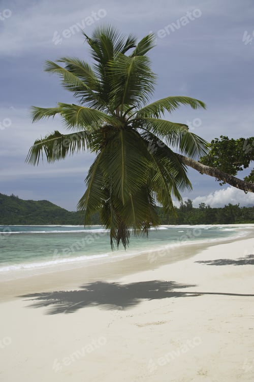 Preview: Palm Tree Over Beach, Anse Takamaka, Mahe', Seychelles