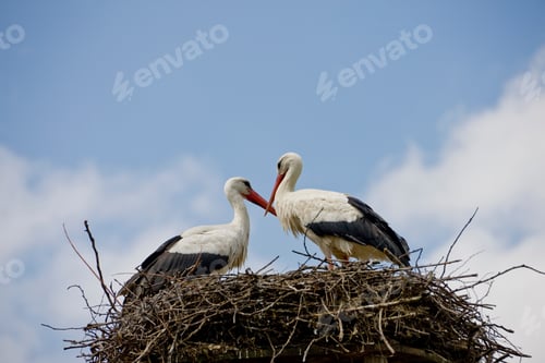 Preview: White Stork, Ciconia Ciconia, In Nest