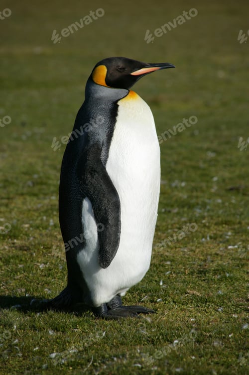 Preview: King Penguin (Aptenodyptes Patagonicus), Volunteer Point, Falkland Islands