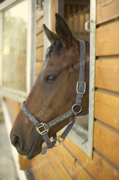 Preview: View Of A Horses Head Out Of A Stable Window, German Warm Blood Horse