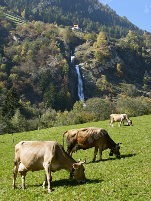 Preview: Cows In Front Of Partschins Waterfall, Near Merano, Alto Adige, Italy